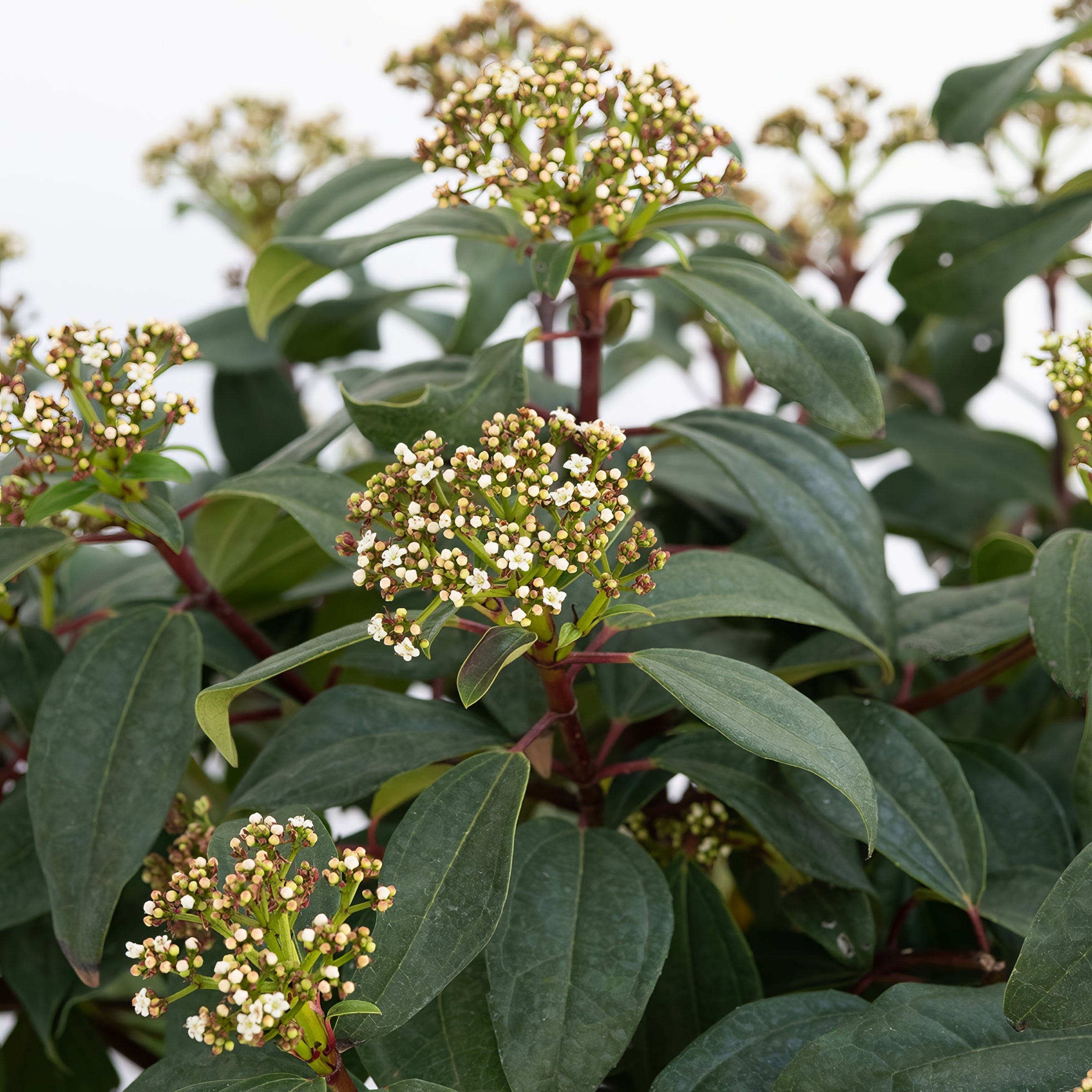 Viburnum Moonlit Lace - 3G Pot