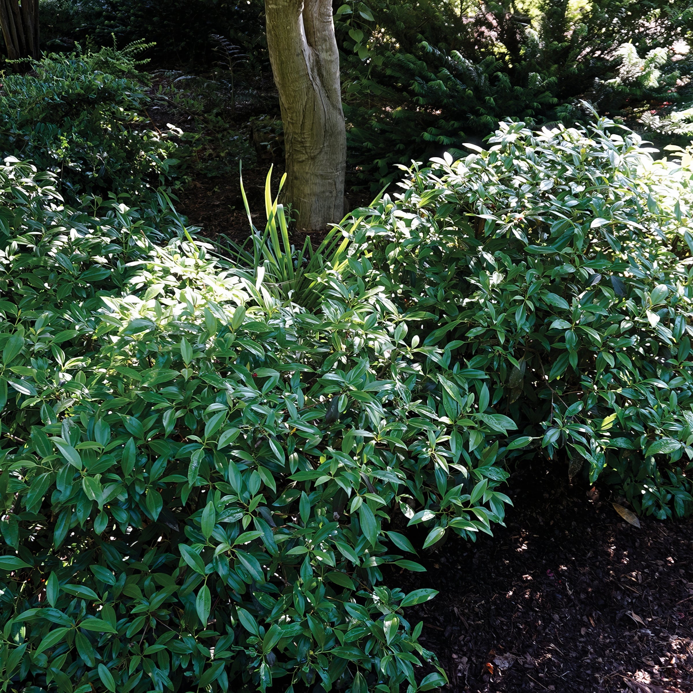 Viburnum Moonlit Lace - 3 Gallon Pot (PICK UP ONLY)