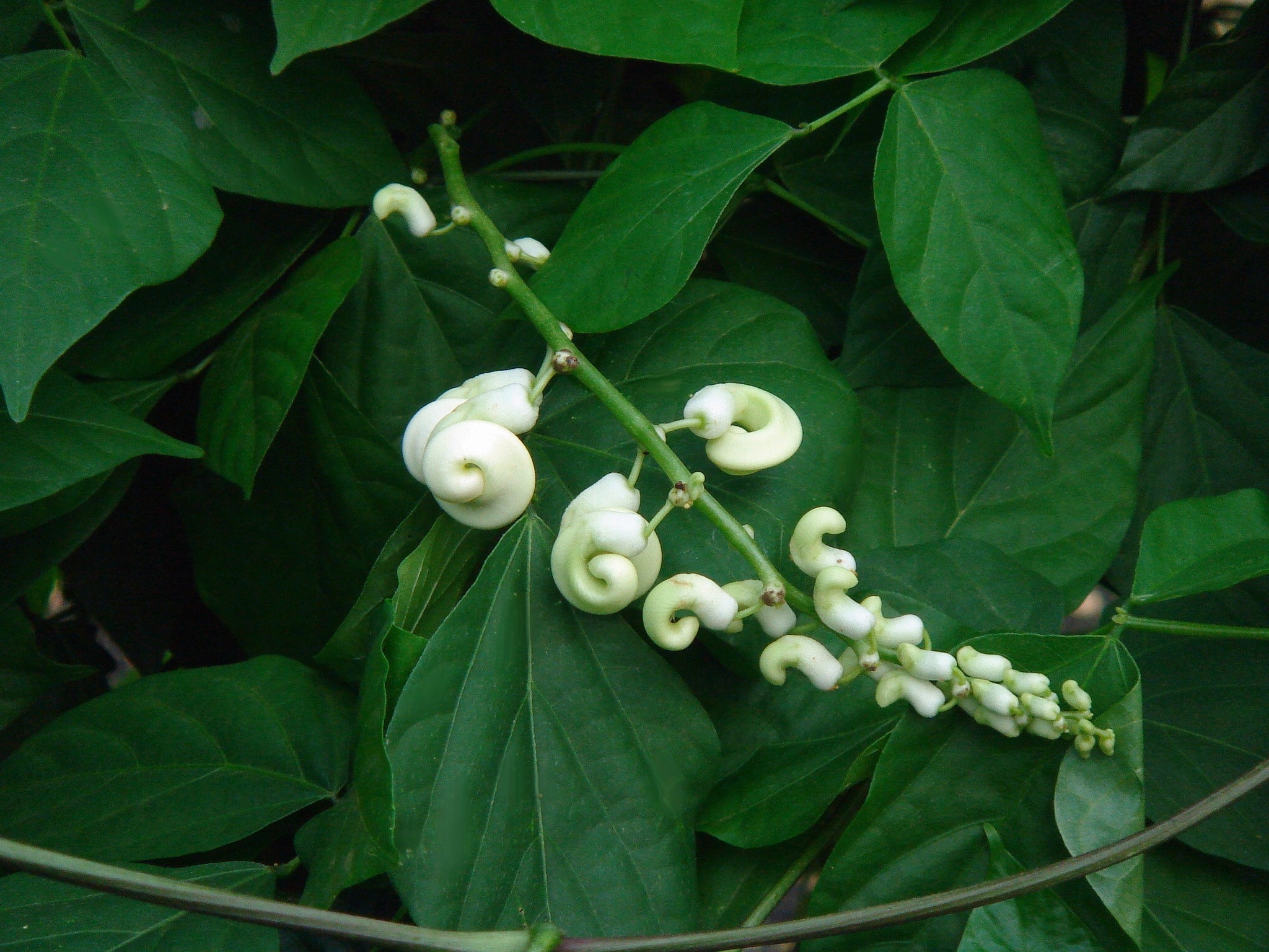 Vigna caracalla, Corkscrew Vine - 2 Gallon  (PICK UP ONLY)