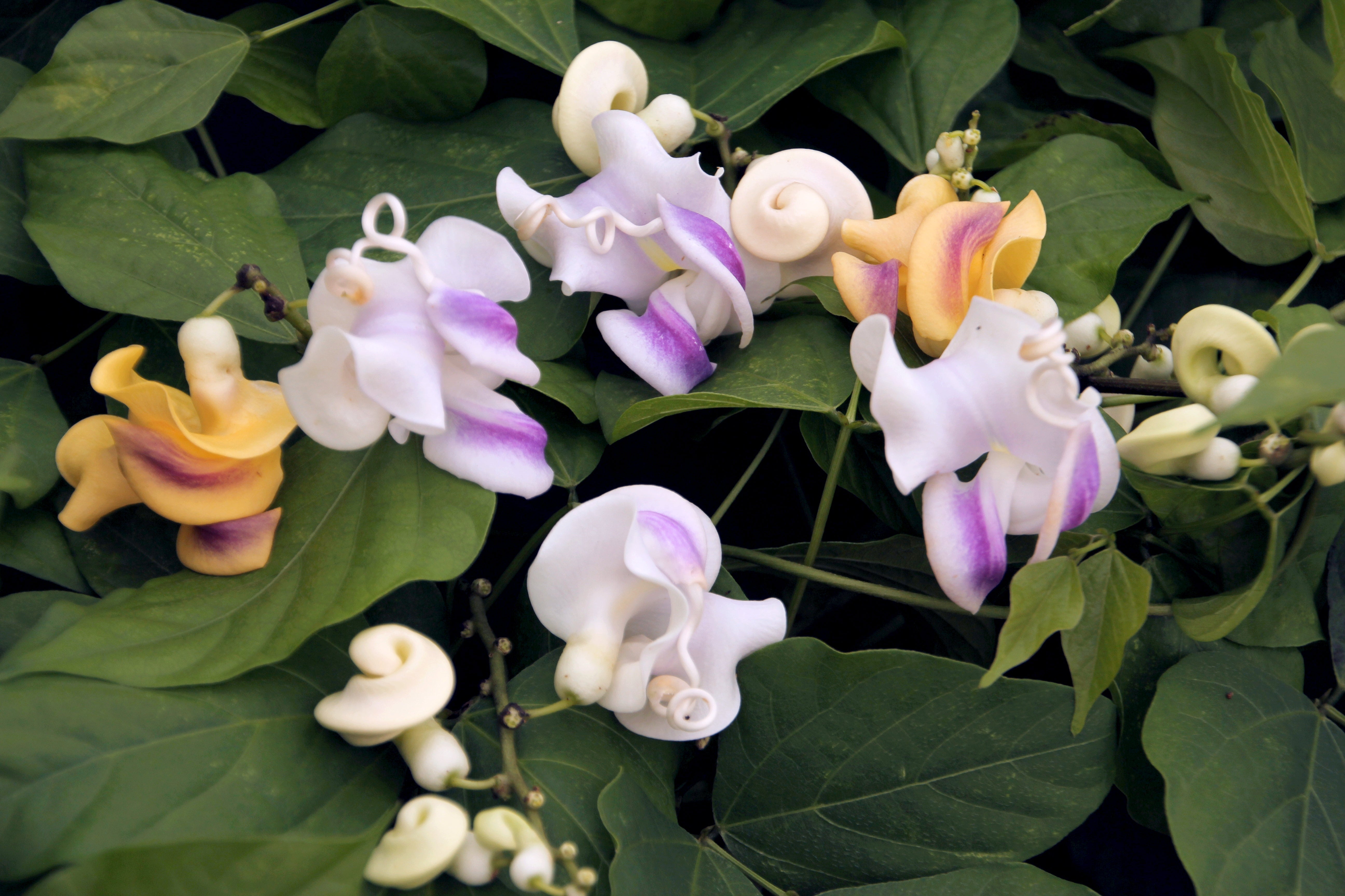 Vigna caracalla, Corkscrew Vine - 2 Gallon  (PICK UP ONLY)