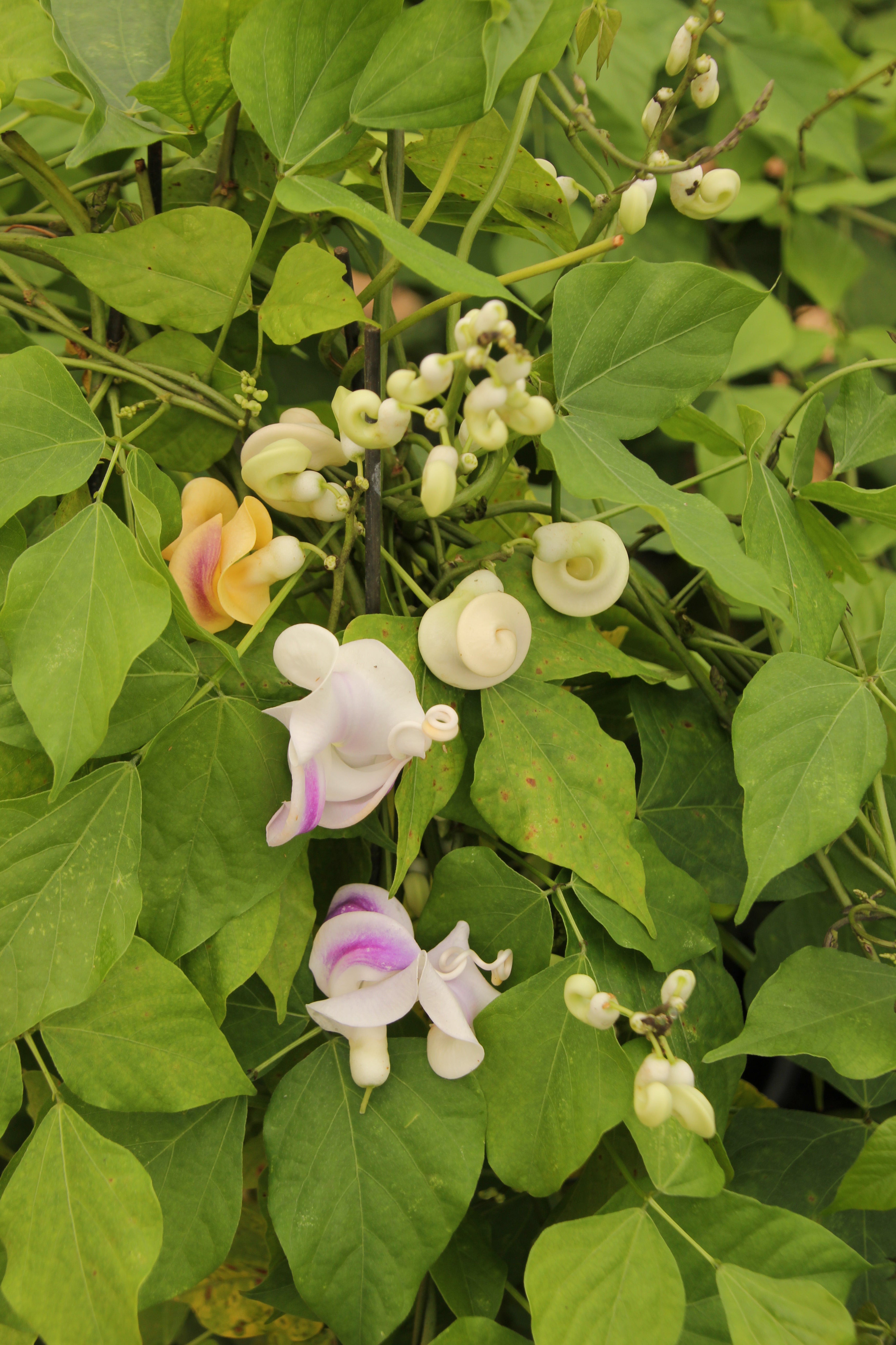 Vigna caracalla, Corkscrew Vine - 2 Gallon  (PICK UP ONLY)
