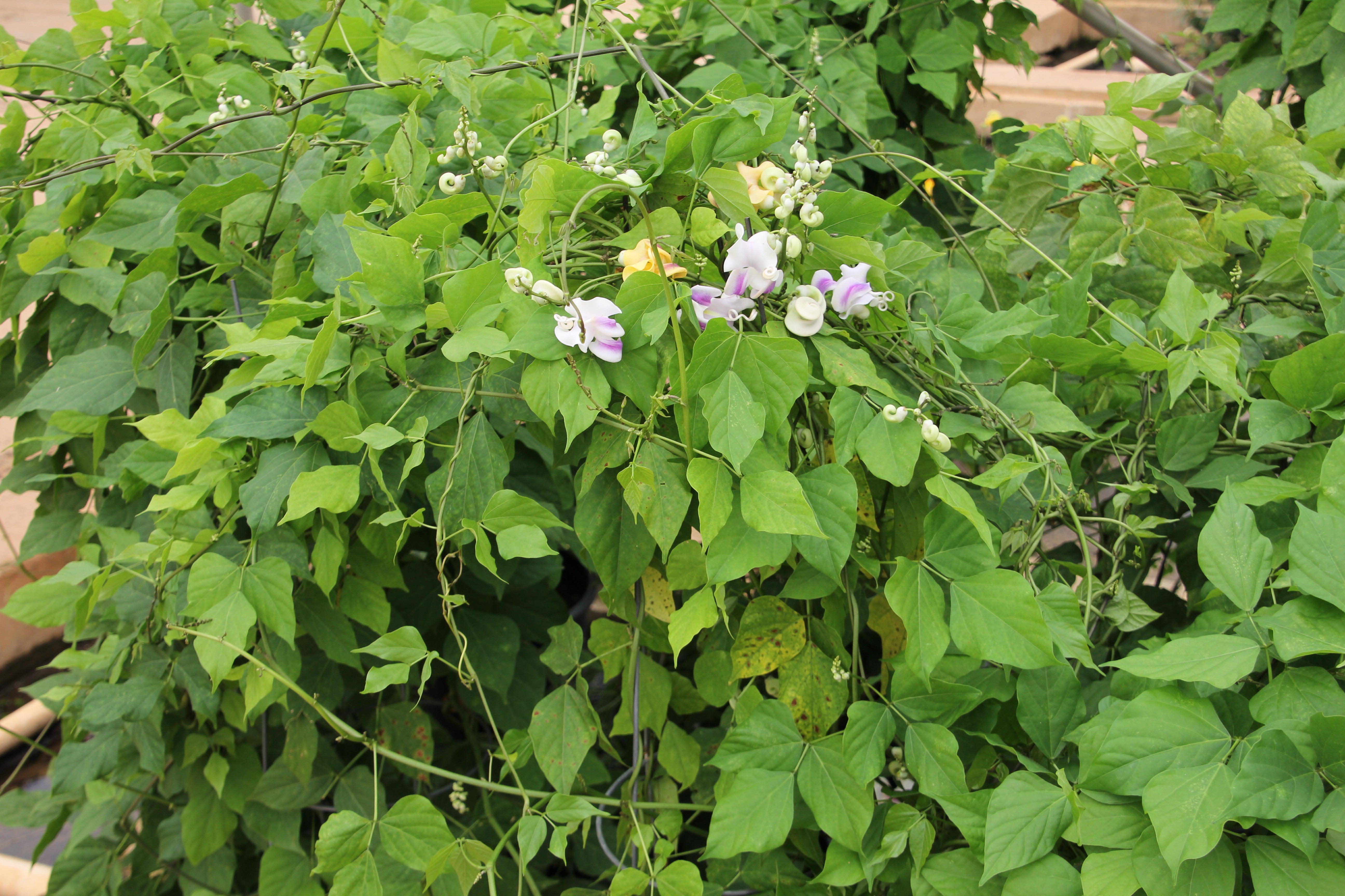 Vigna caracalla, Corkscrew Vine - 2 Gallon  (PICK UP ONLY)