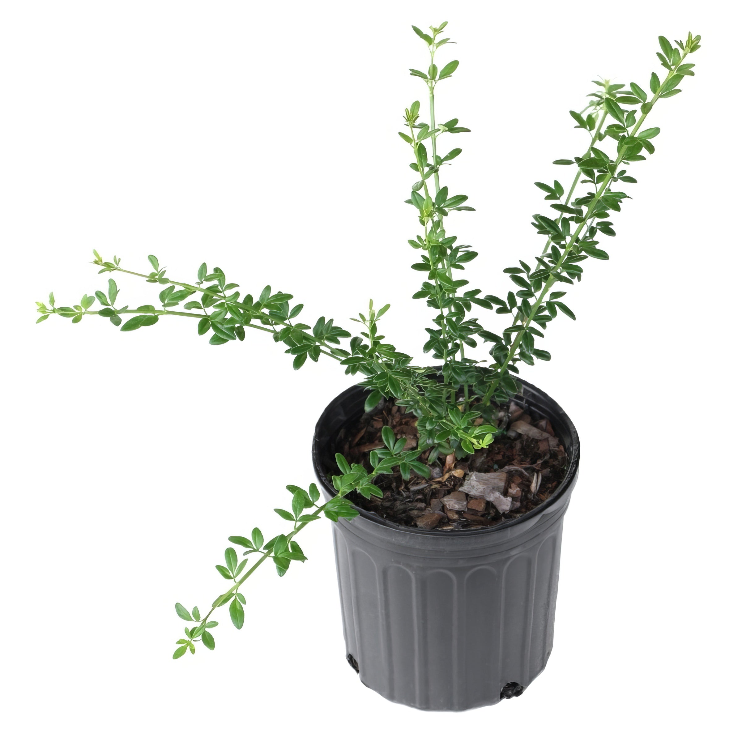 Carolina Jessamine - 1 Gallon Pot