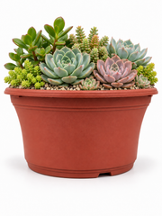 6 Piece - Wide Mouth Terracotta Planter, 8” (NOVEMBER PICK UP SALE)