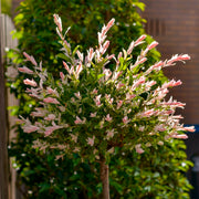 Salix, Dappled Willow Tree 'Hakuro Nishiki' - 3 Gallon Pot