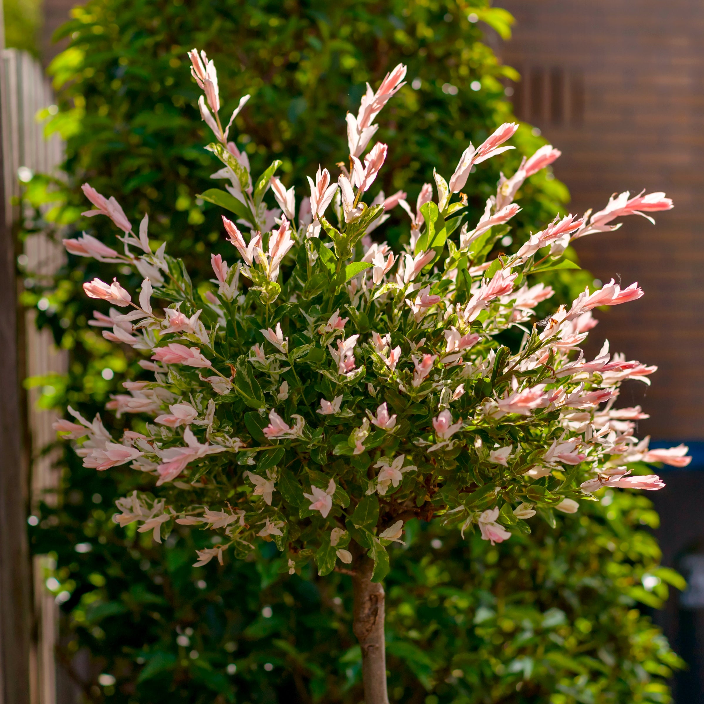 Salix, Dappled Willow Tree 'Hakuro Nishiki' - 3 Gallon Pot
