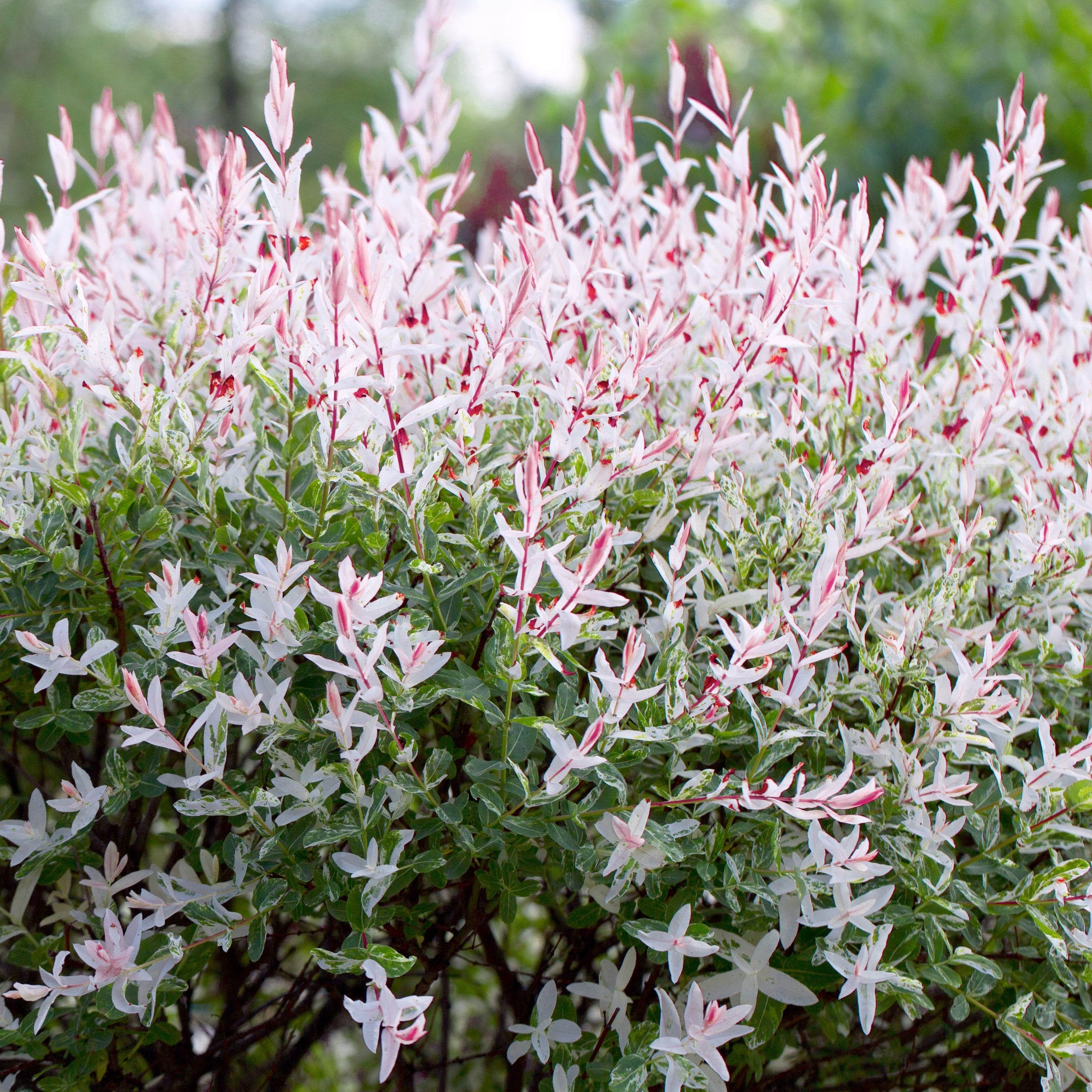 Salix, Dappled Willow Tree 'Hakuro Nishiki' - 3 Gallon Pot