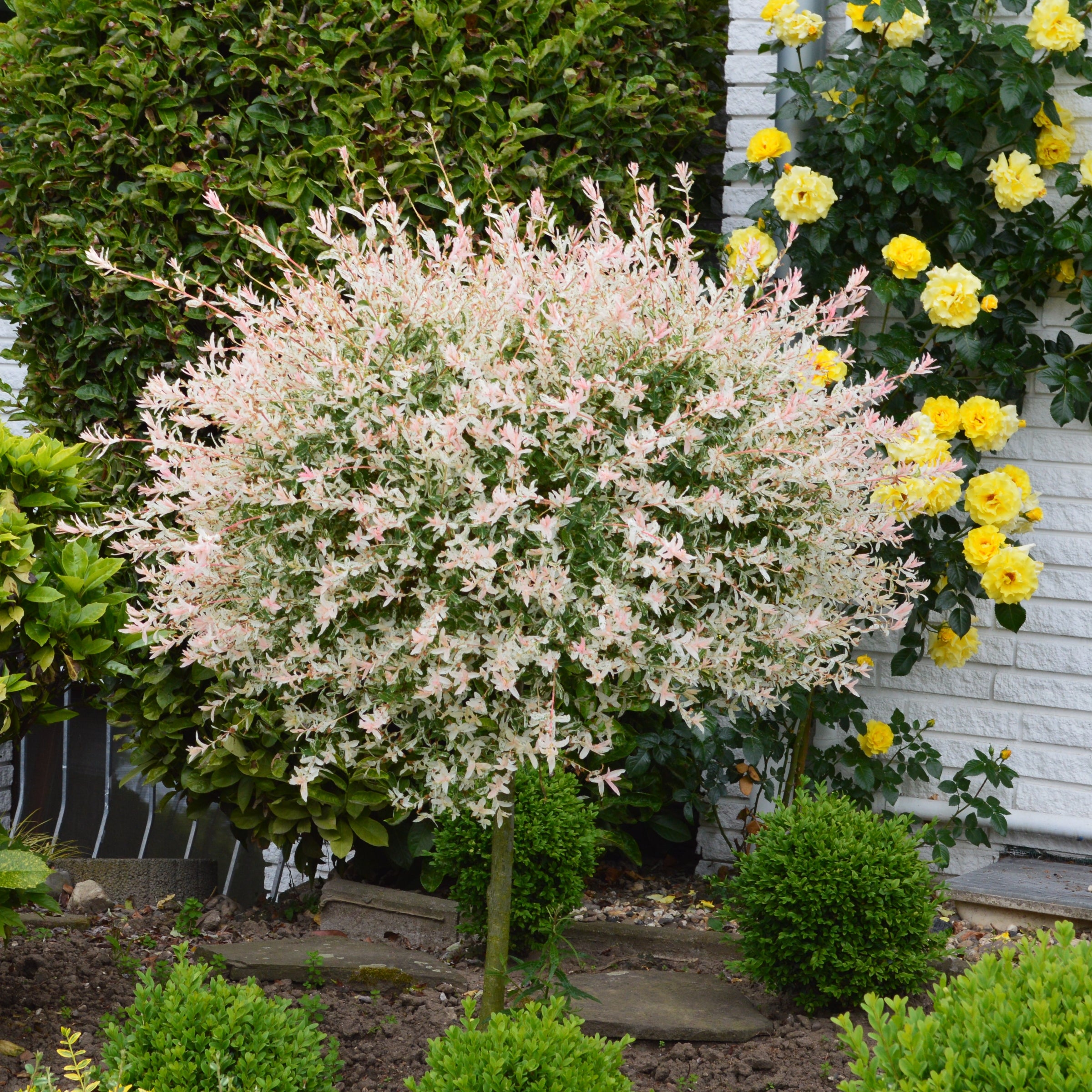Salix, Dappled Willow Tree 'Hakuro Nishiki' - 3 Gallon Pot