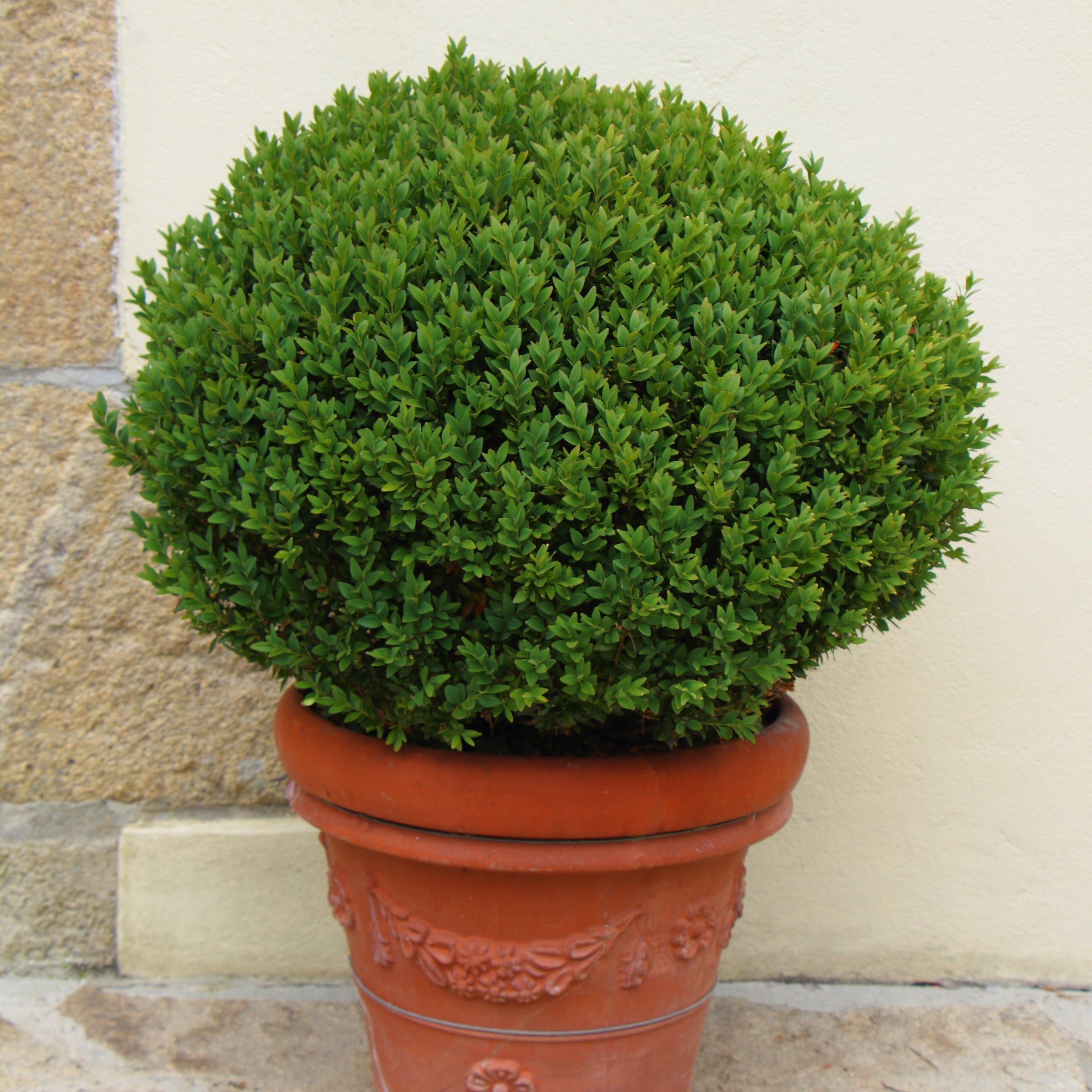 Boxwood Wintergreen - 3 Gallon Pot, THE BIG PLANT SALE