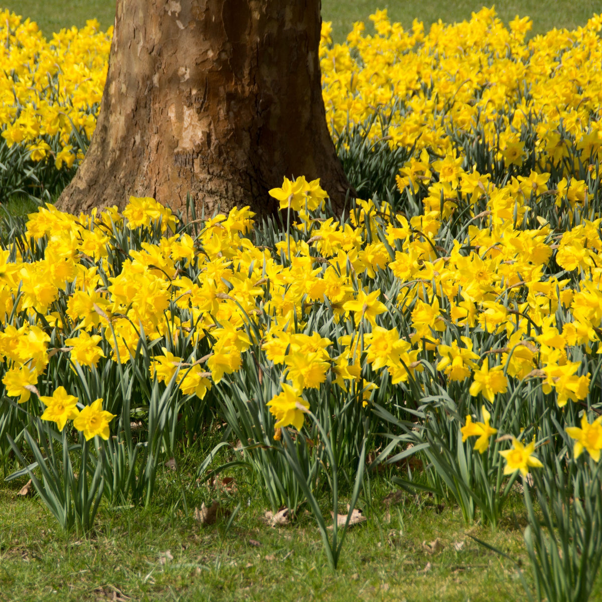 Daffodil Yellow Bulbs - 25 Bulbs