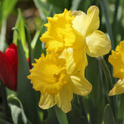 Daffodil Yellow Bulbs - 25 Bulbs