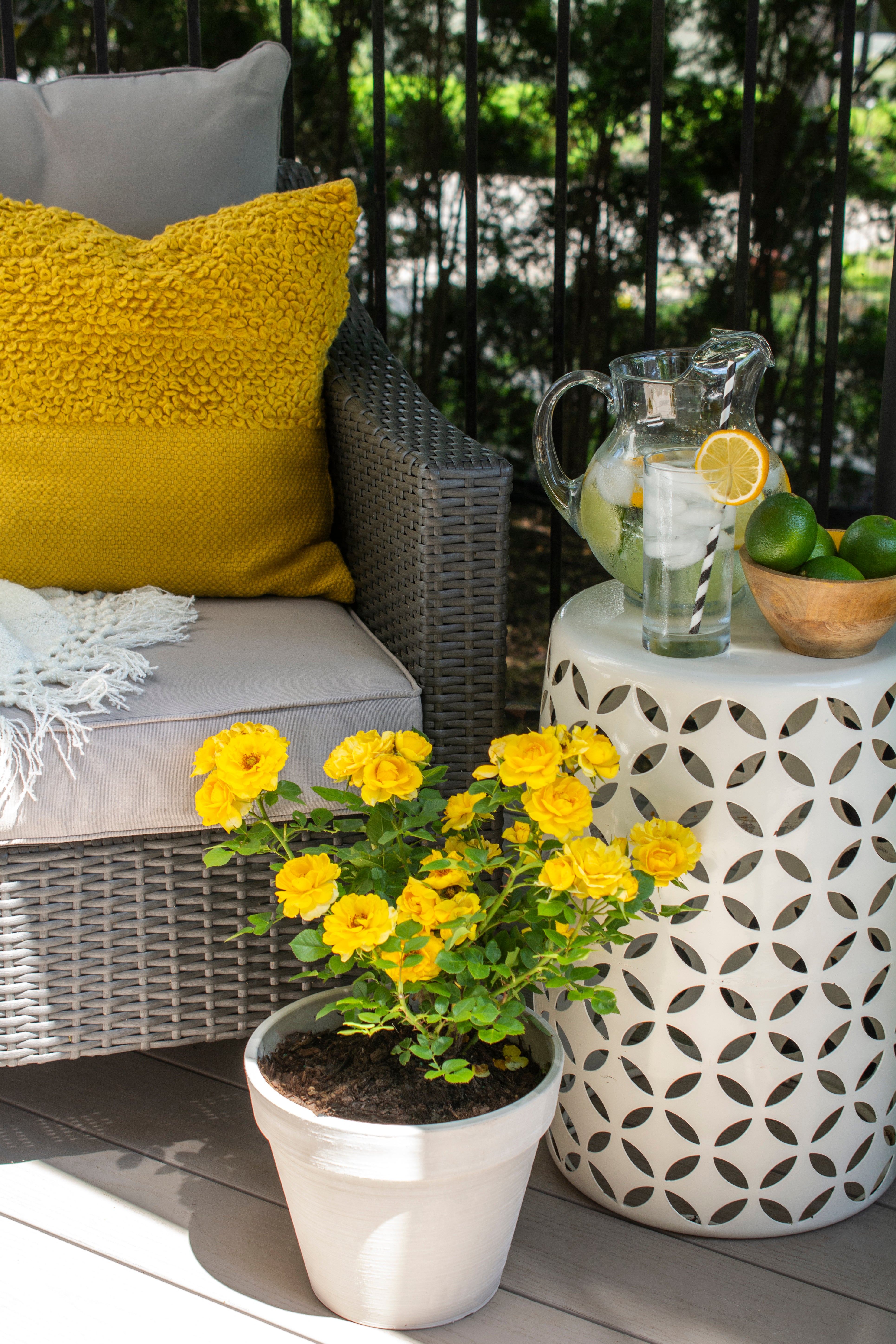 Patio Plant Club - Delivered Monthly, FREE Shipping!