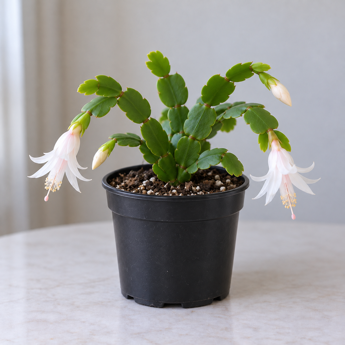WHITE Holiday Cactus - 4" Pot