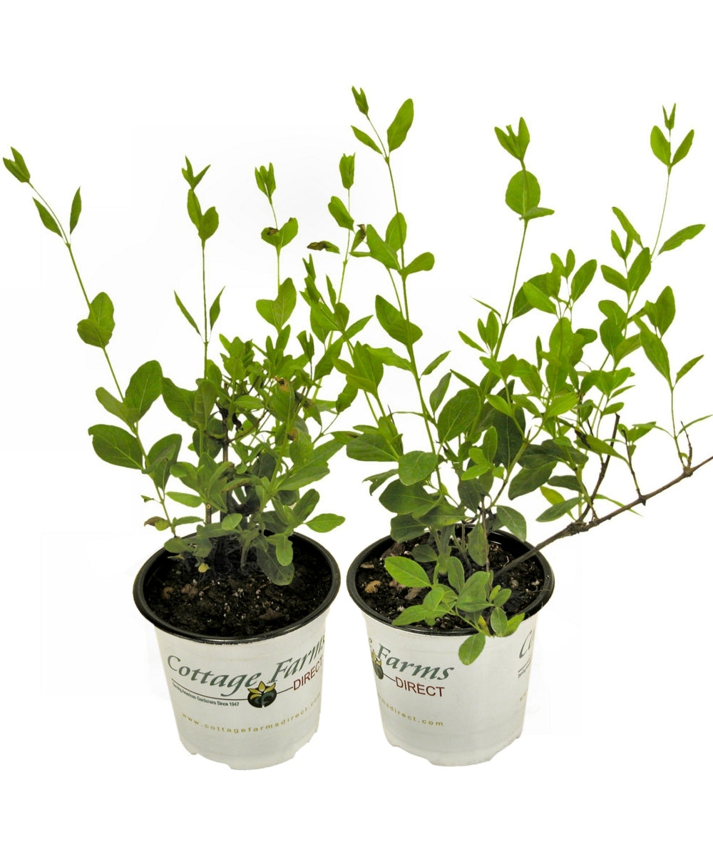 Peaches & Cream Honeysuckle - 3G Pot