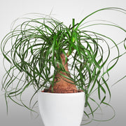 Ponytail Palm - 4" Pot