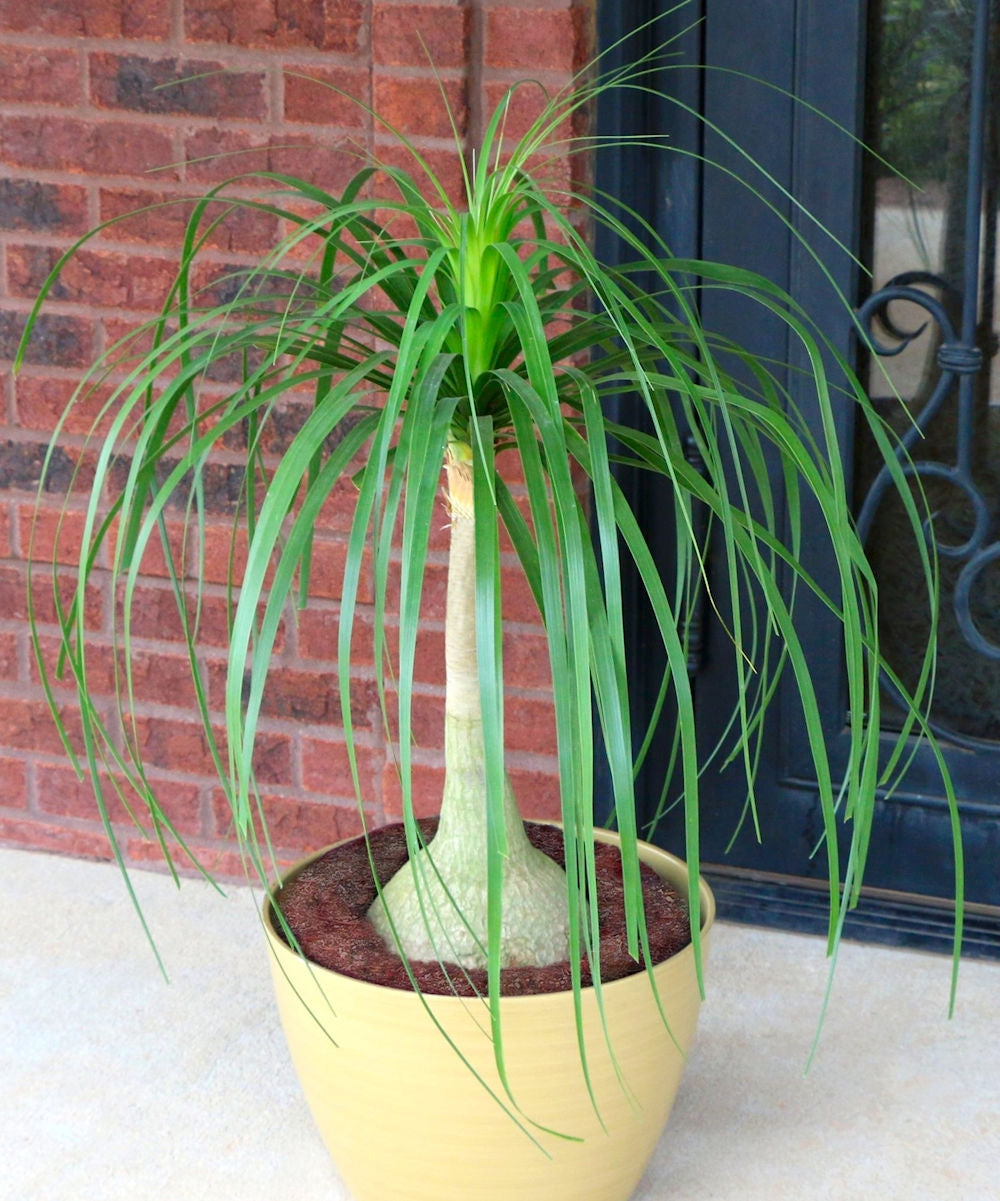 Ponytail Palm - 4" Pot