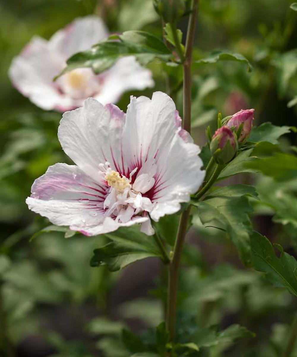 rose of sharon lavender chiffon tree Hibiscus Rose of Sharon Tree 'Dark Lavender Chiffon®