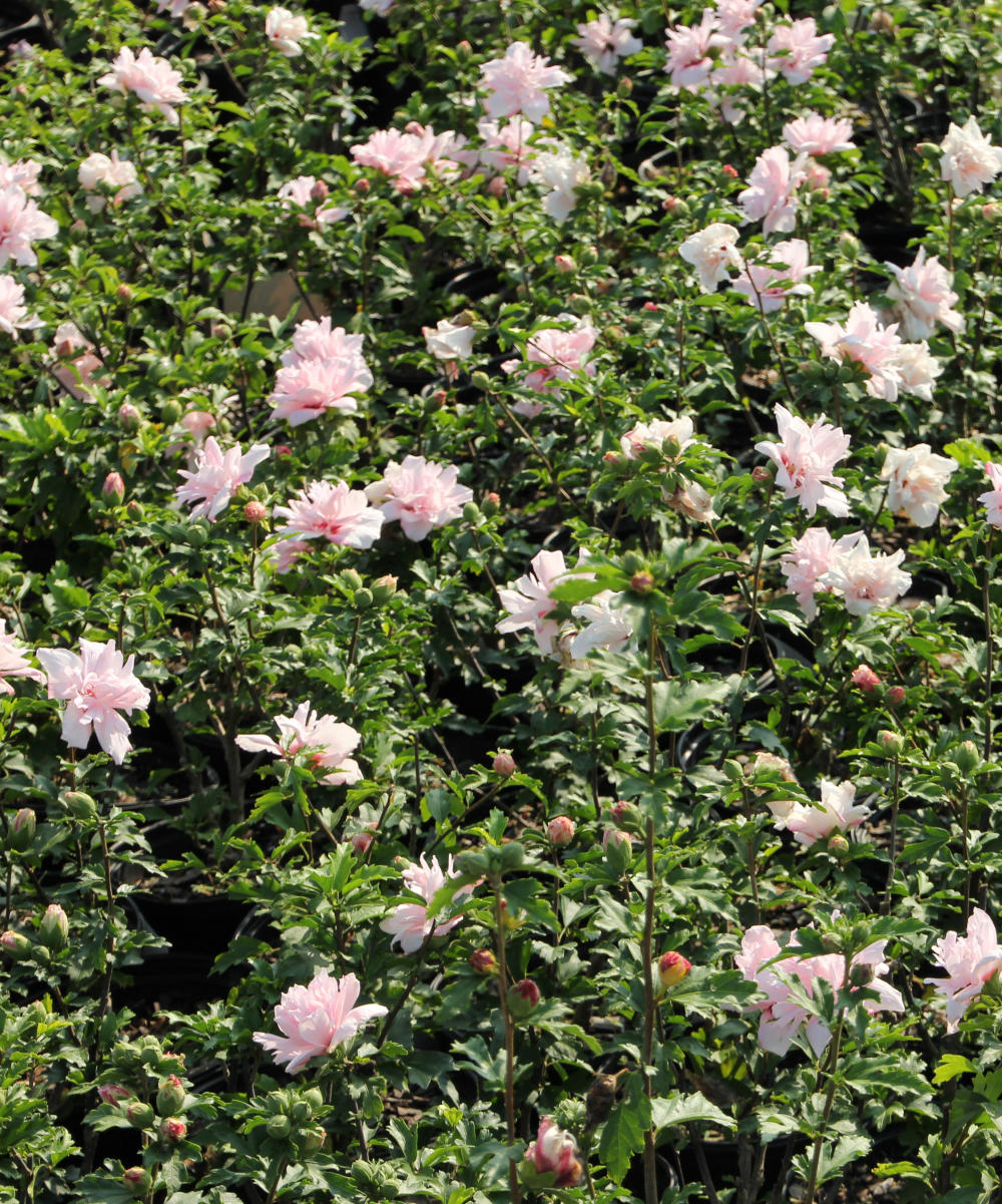 lavender hibiscus tree Hibiscus Rose of Sharon Tree 'Dark Lavender Chiffon®