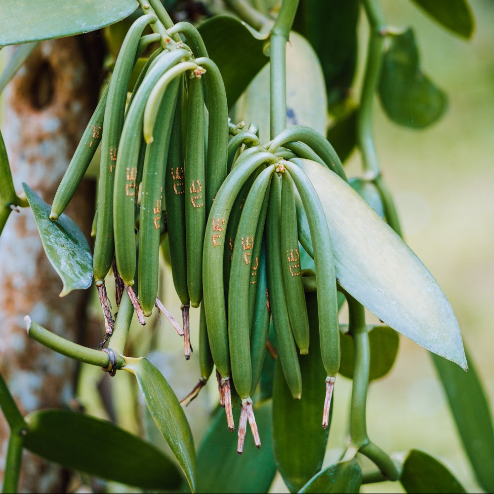 Vanilla, Vanilla Vine - 4" Pot
