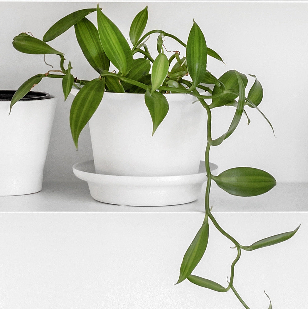Vanilla, Vanilla Vine - 4" Pot