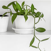 Vanilla, Vanilla Vine - 4" Pot