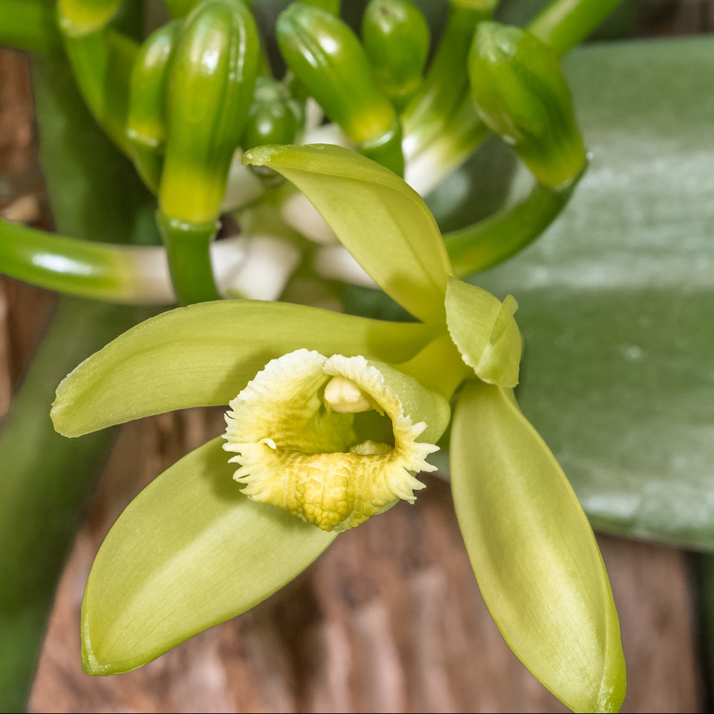 Vanilla, Vanilla Vine - 4" Pot