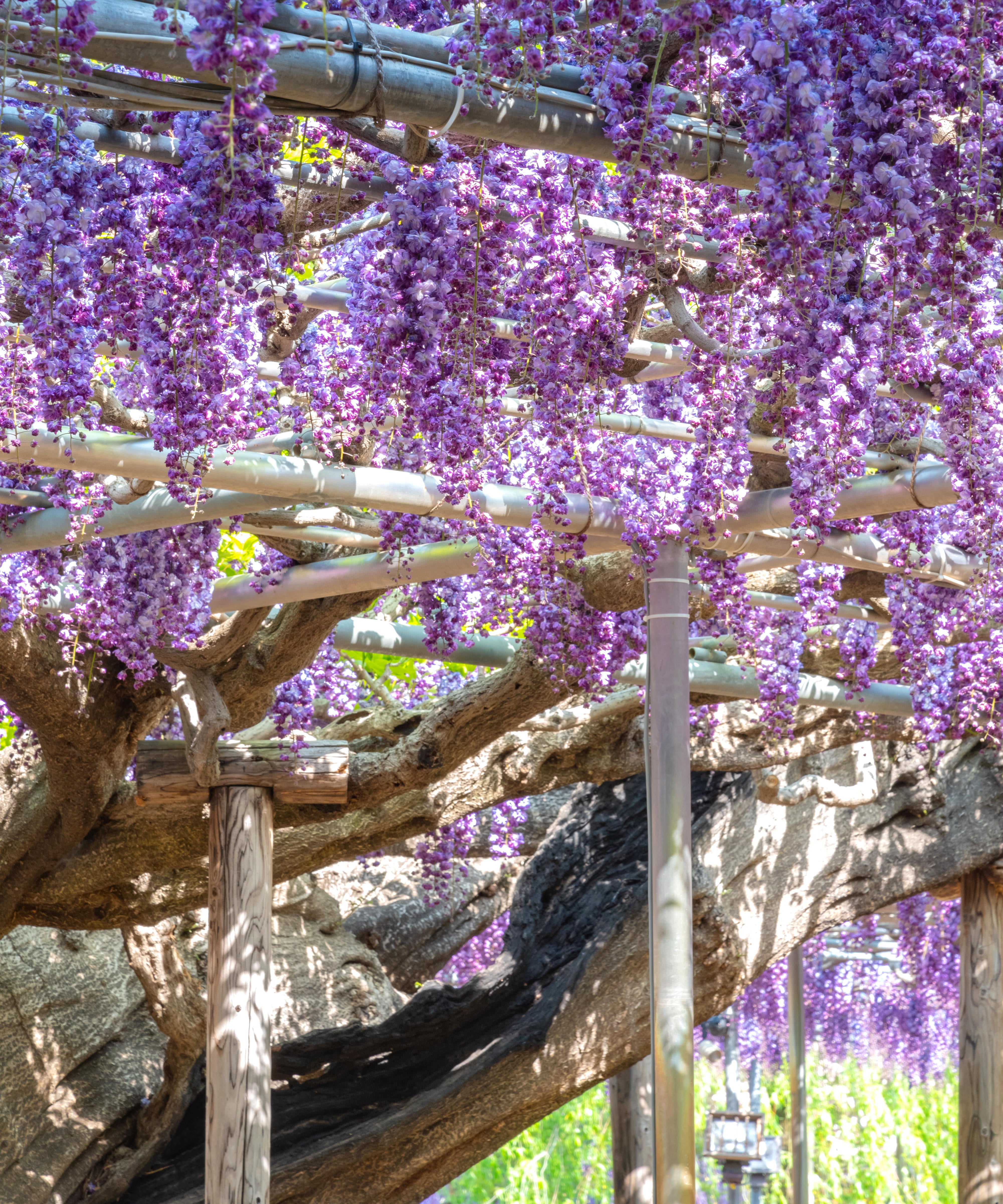 Wisteria 'Black Dragon' - 1 Gallon (PICK UP ONLY)