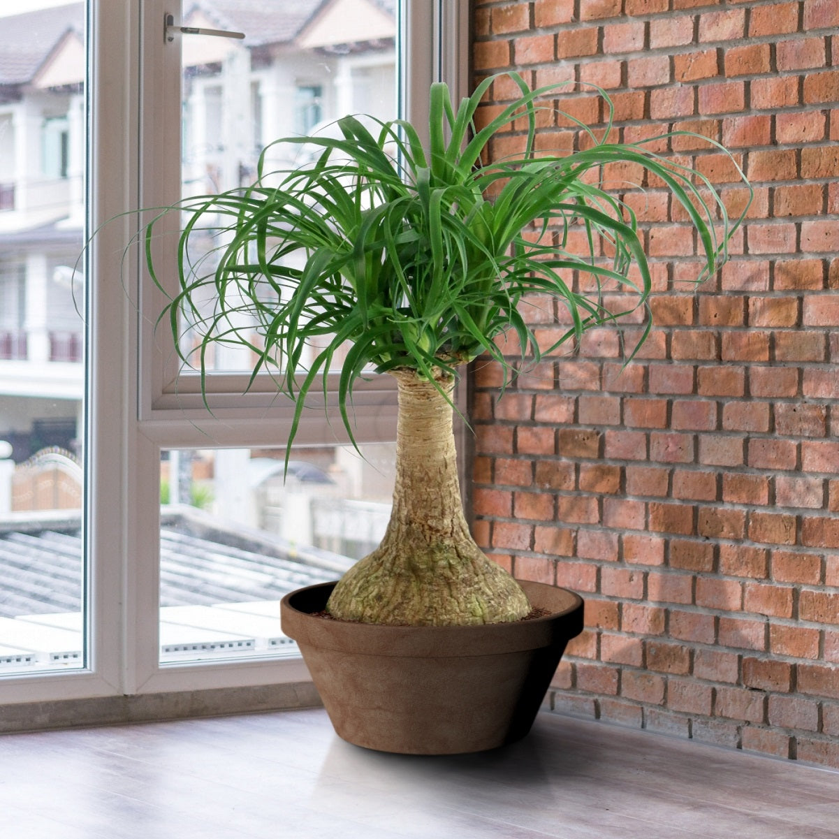 Ponytail Palm - 4" Pot