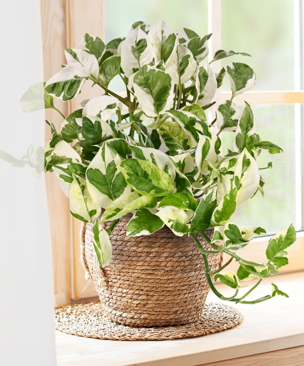 Pearls & Jade Pothos - 4" Pot