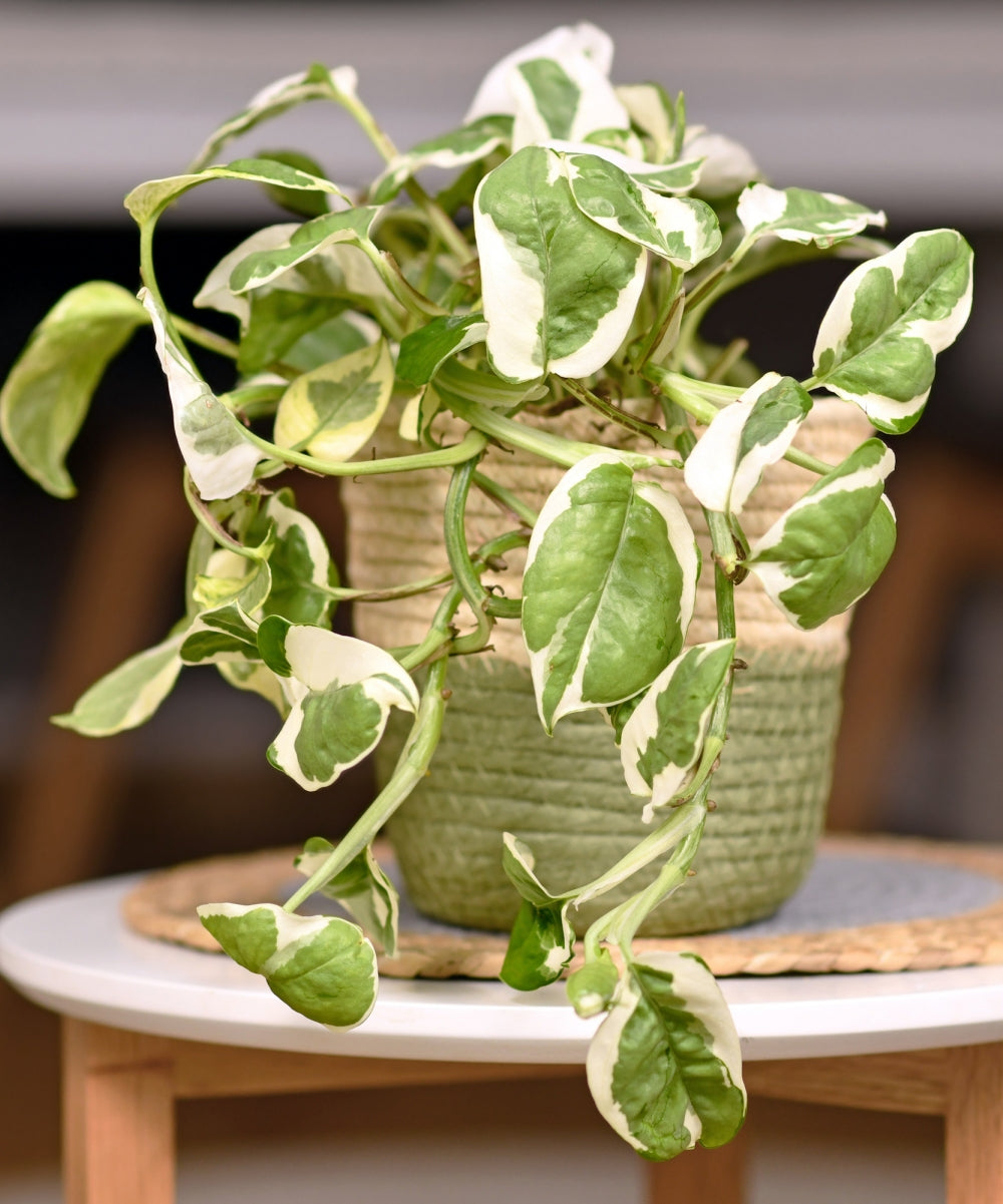 Pearls & Jade Pothos - 4" Pot