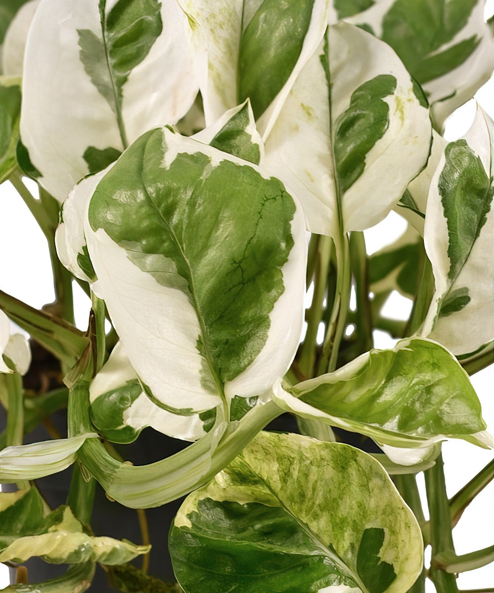 Pearls & Jade Pothos - 4" Pot