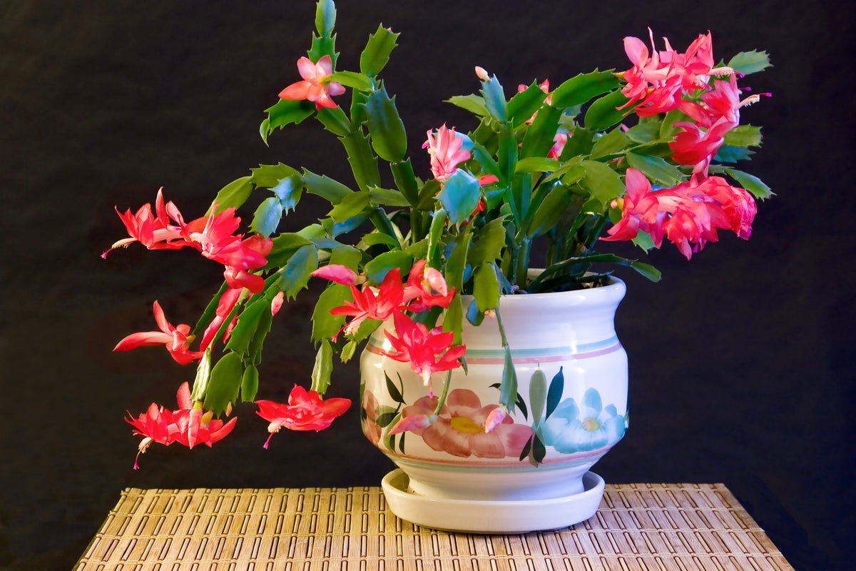 RED Holiday Cactus - 4" Pot