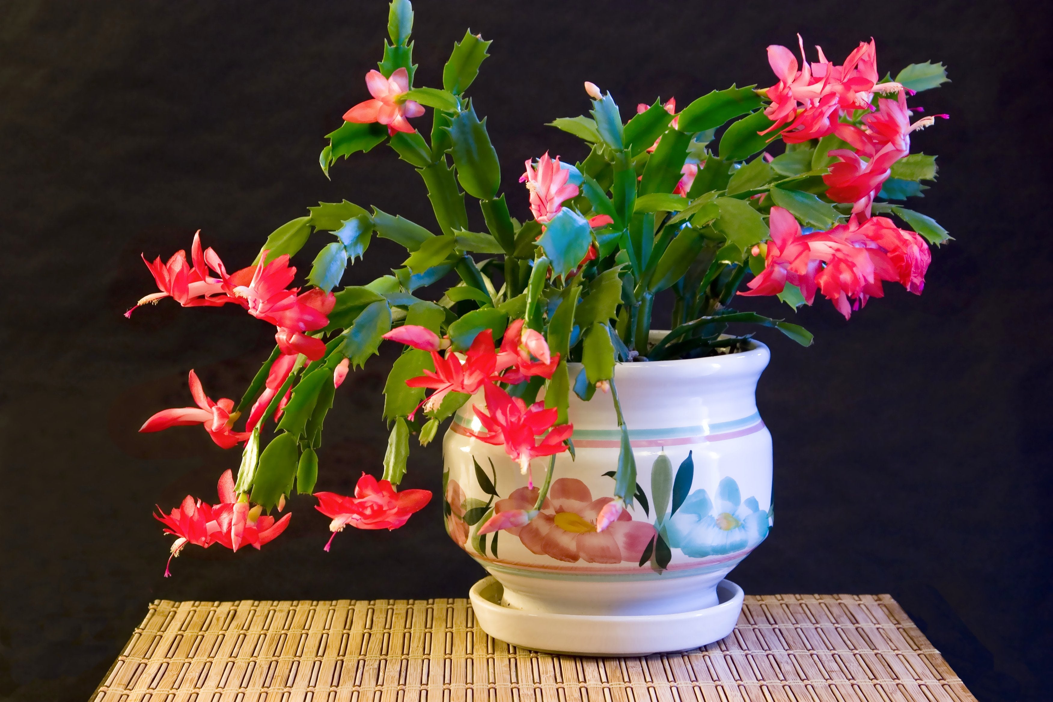 RED Holiday Cactus - 4" Pot (PICK UP ONLY)