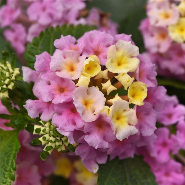 Lantana, Little Lucky™ 'Lavender' - 2.5" Pot / Box of 4