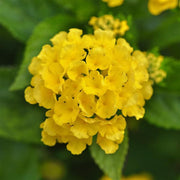 Lantana, Little Lucky™'Yellow' - 2.5" Pot / Box of 4 (PICK UP ONLY)