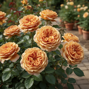 Rose Candy Sunblaze - 4" Pot (PICK UP ONLY)