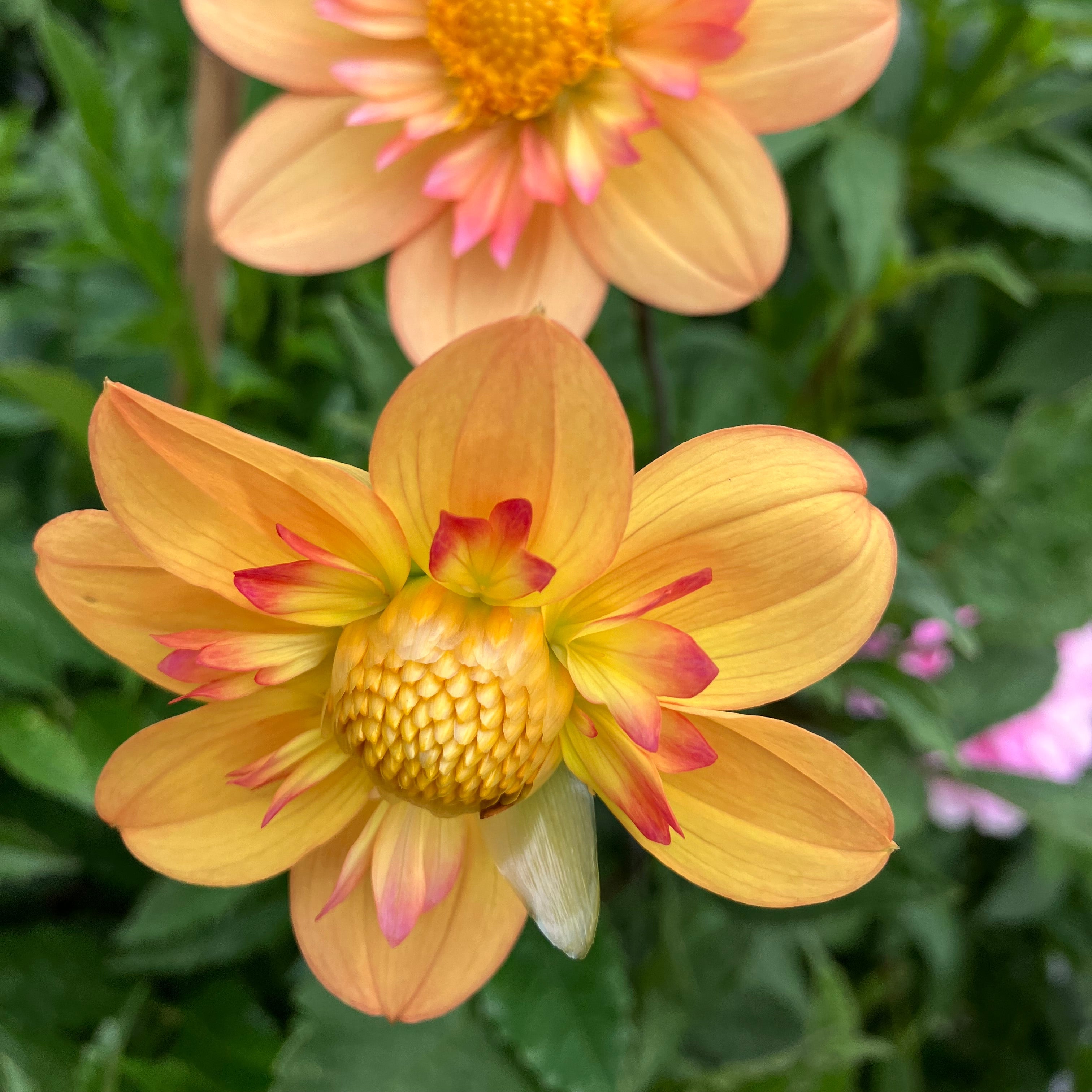 Dahlia, 'Kelsey Annie Joy' Bareroot - 6 Piece