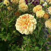 Dahlia, 'Capetown' Bareroot - 6 Piece