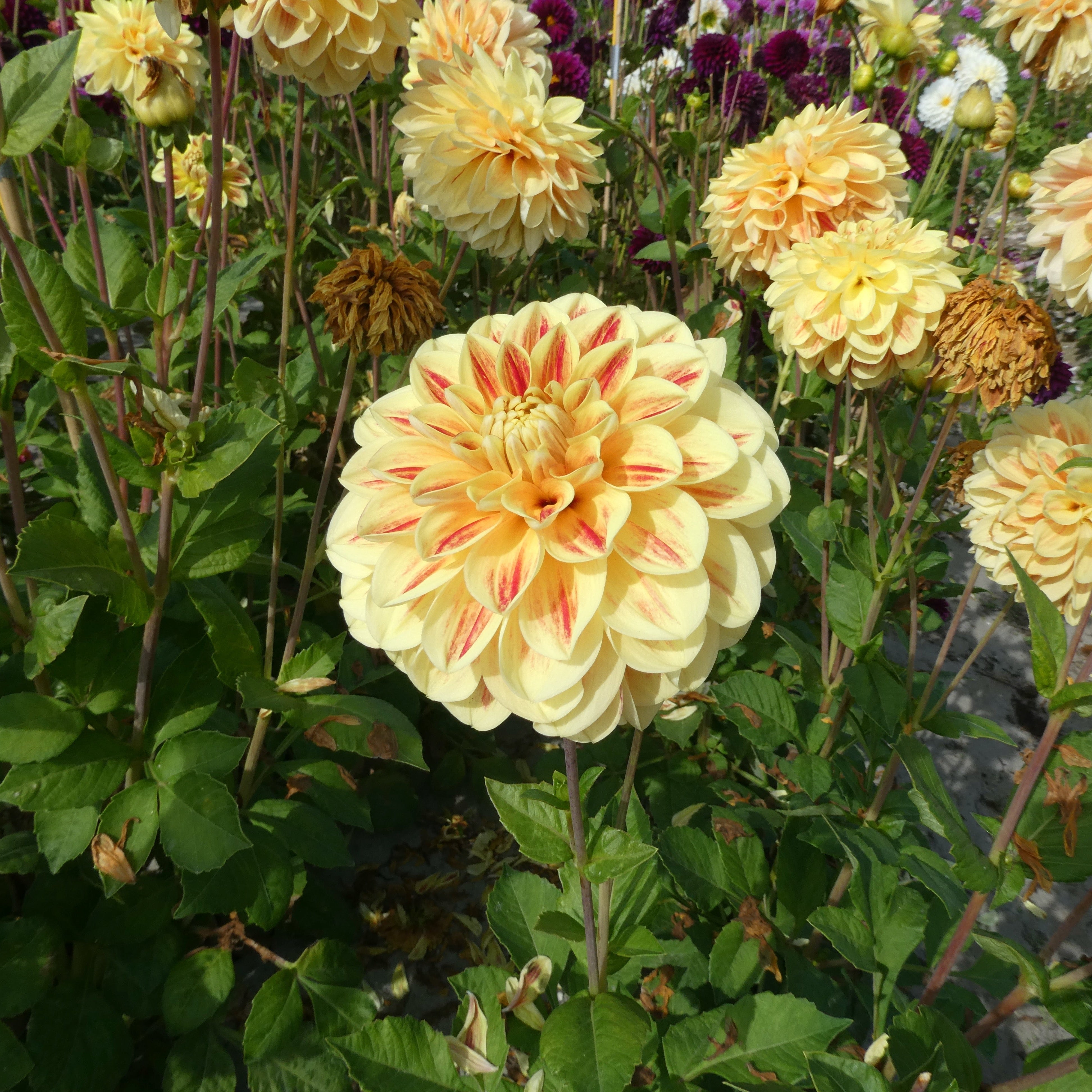 Dahlia, 'Capetown' Bareroot - 6 Piece