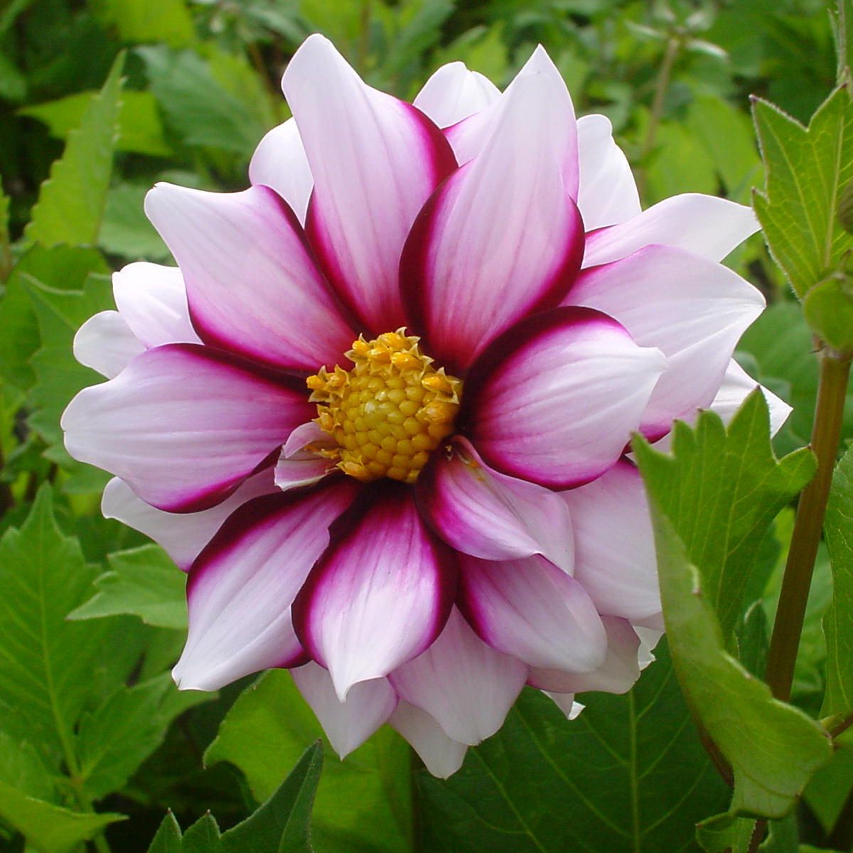 Dahlia, 'Edge of Joy' Bareroot - 6 Piece