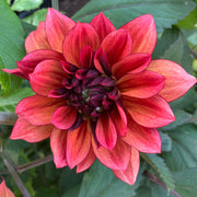 Dahlia, 'Ellen Nauta' Bareroot - 6 Piece