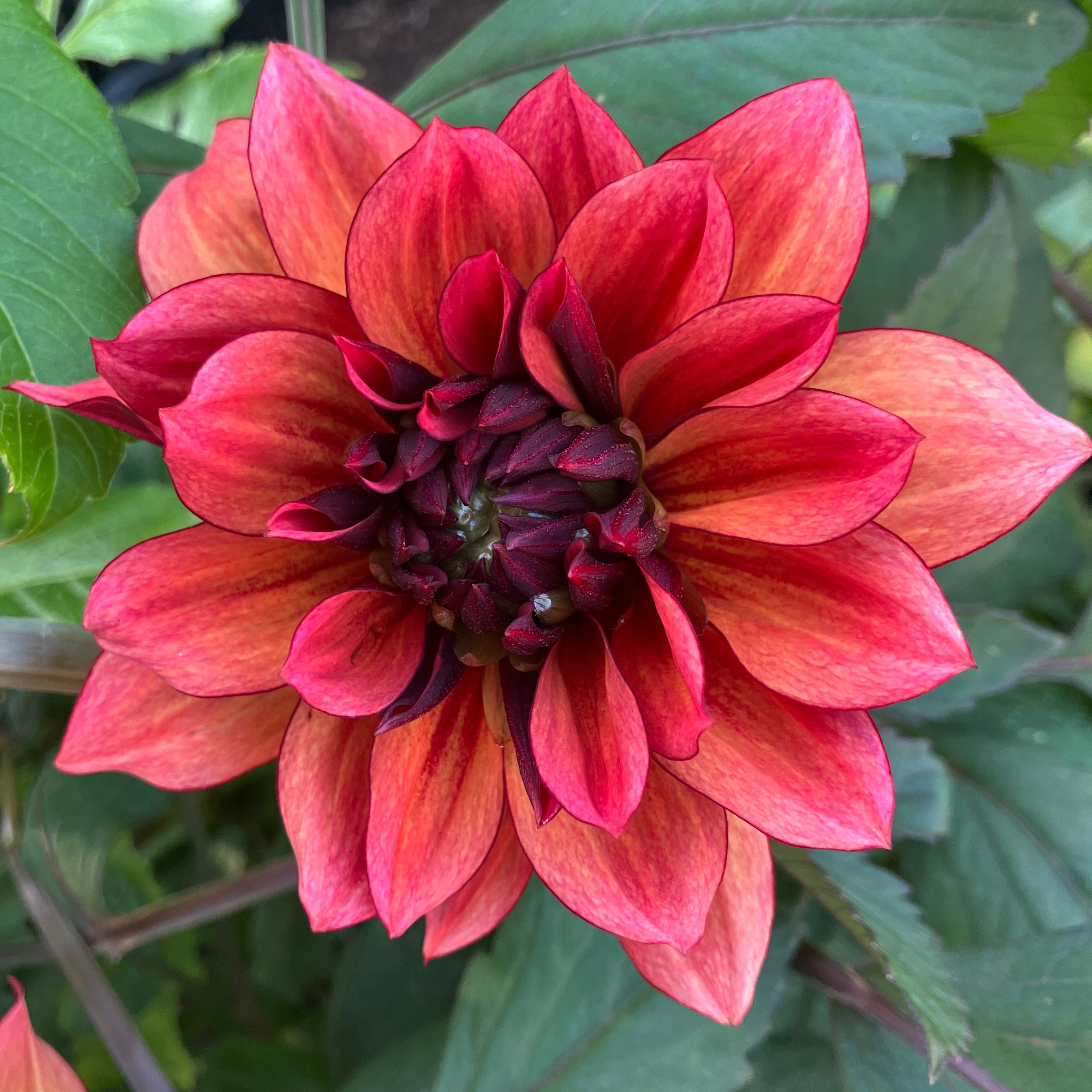 Dahlia, 'Ellen Nauta' Bareroot - 6 Piece