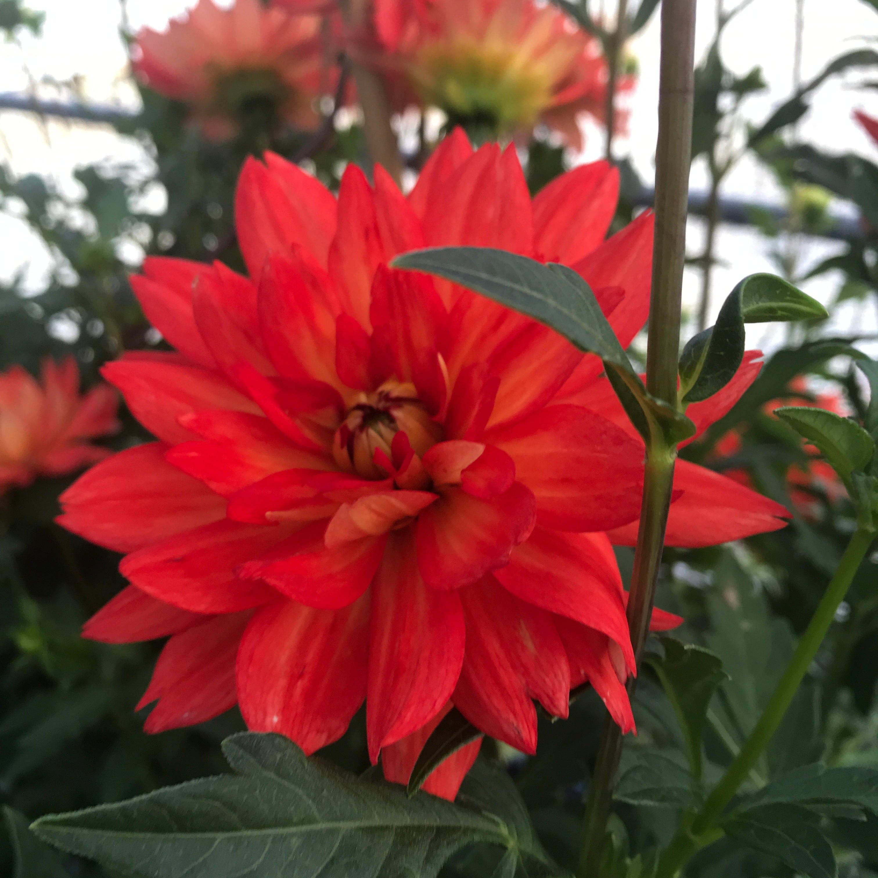Dahlia, 'Karma Fiesta' Bareroot - 6 Piece