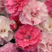 Dianthus caryophyllus DiaDeur™Pink Shades - 4" Pot, SPRING PREORDER