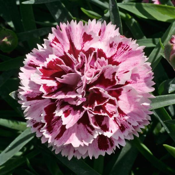Dianthus caryophyllus DiaDeur™Velvet White 4" Pot, SPRING PREORDER