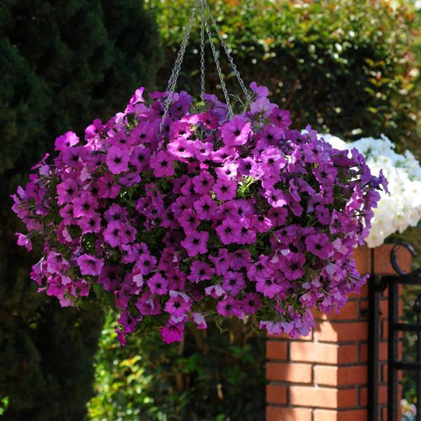 Petunia Easy Wave® 'Violet' - 3.25" Pot