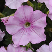 Petunia Easy Wave® 'Pink Pearl' - 3.25" Pot