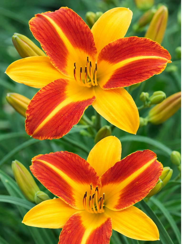 4 Piece Hemerocallis 'Frans Hals' Daylily - Bare Root