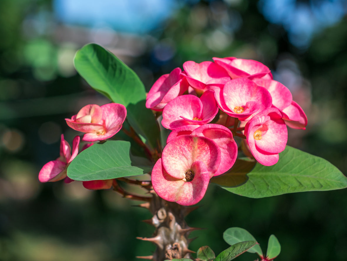 Pink Princess' Crown of Thorns - 5.5" Pot, SPRING PREORDER