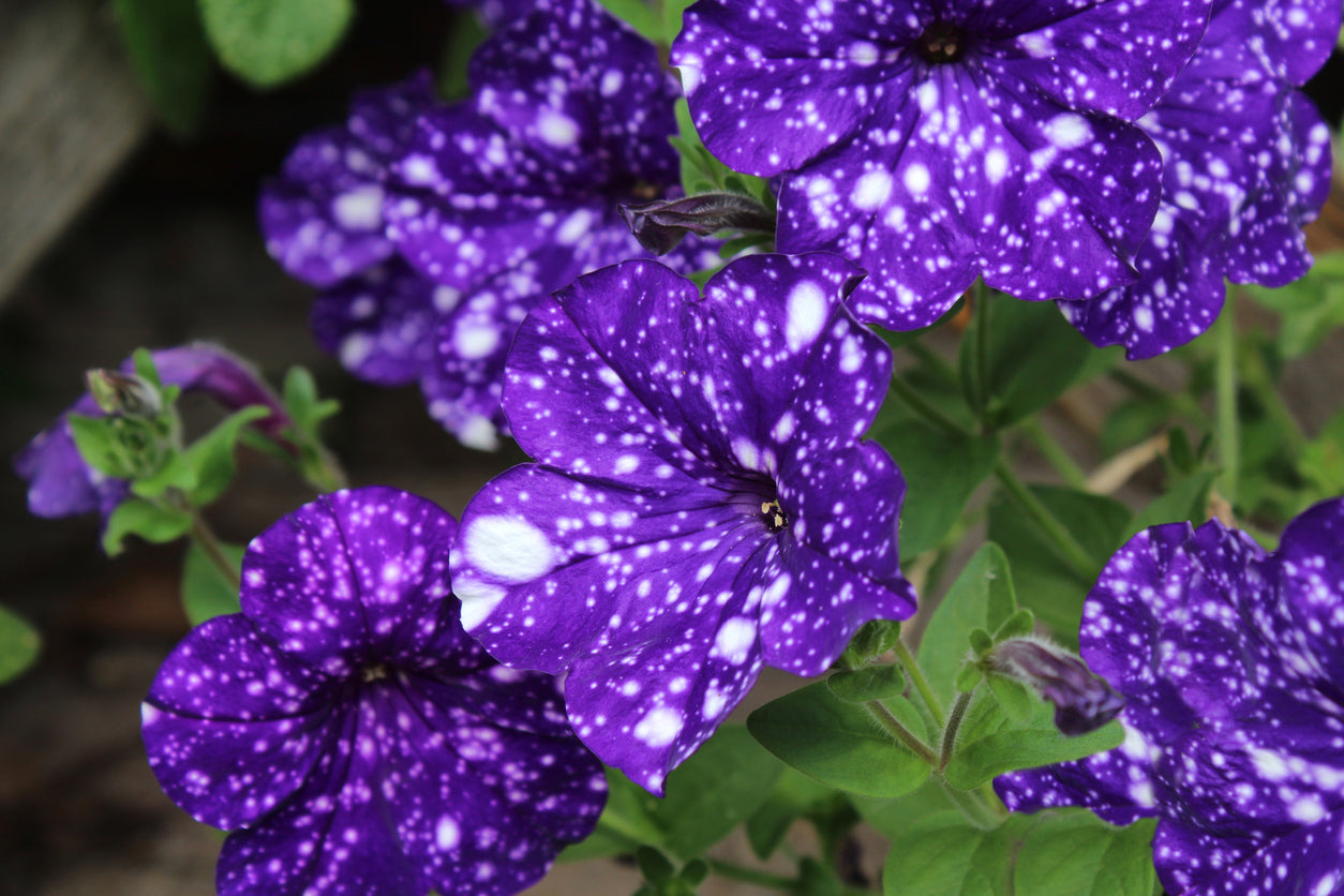 Petunia 'Starry Skies' Violet Sky - 4" Pot, SPRING PREORDER